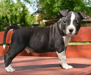 Amerikai staffordshire terrier