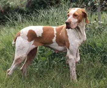 Ariége-i vizsla