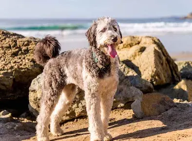 Aussiedoodle