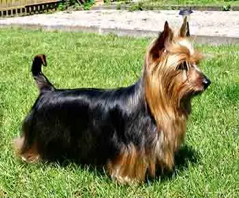 Ausztrál selyemszőrű terrier