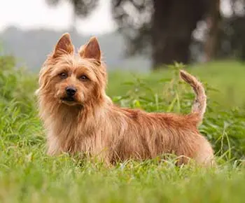 Ausztrál terrier