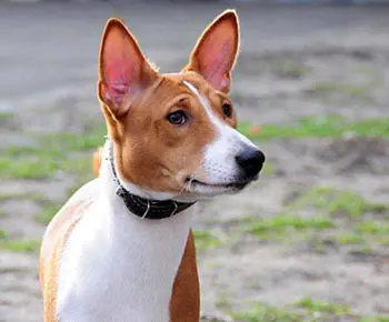 Basenji