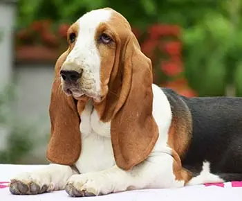 Basset Hound