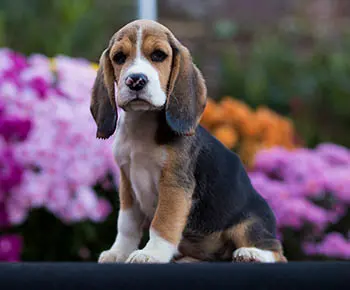 Beagle