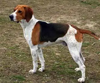 Beagle Harrier