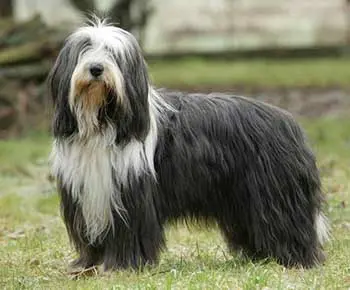 Bearded Collie