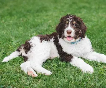 Bernedoodle