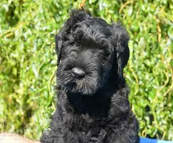 Orosz fekete terrier