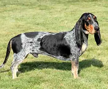 Basset Bleu de Gascogne