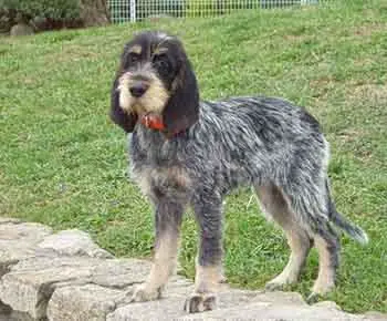 Gascogne-i kék griffon