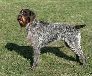 Cseh szálkásszőrű vizsla