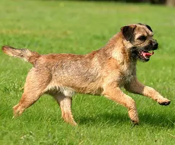 Border Terrier