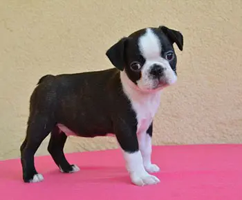 Boston Terrier