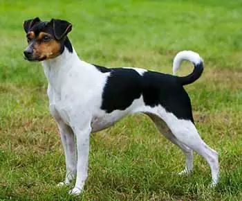 Brazil terrier