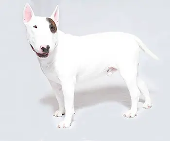 Bullterrier