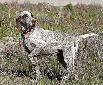 Burgosi vizsla