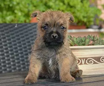 Cairn Terrier