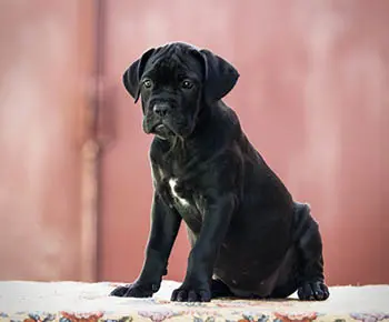 Cane Corso
