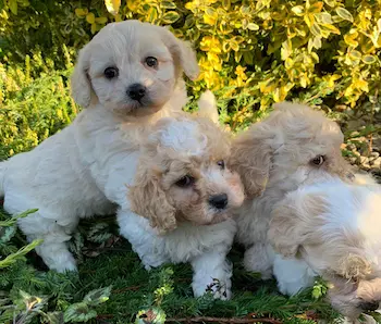 Cavachon