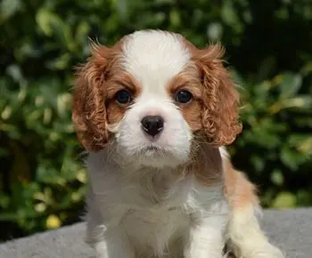 Cavalier King Charles spániel