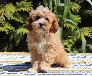 Cavapoo