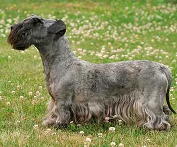 Cseh terrier
