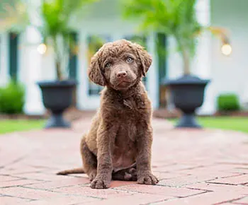 Chesapeake Bay Retriever