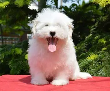 Coton de Tulear