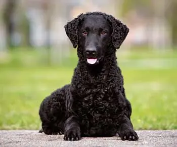 Göndör szőrű retriever