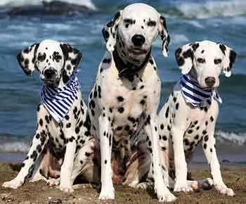 Dalmata