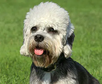 Dandie Dinmont Terrier