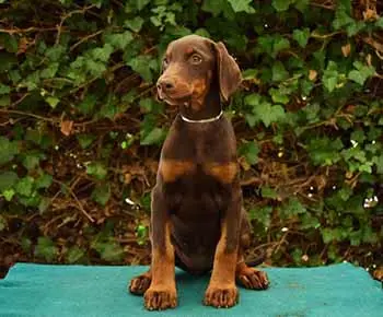 Dobermann