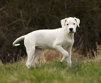 Argentin dog