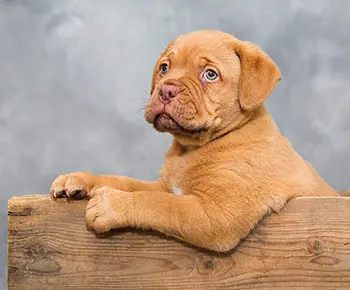 Bordeauxi dog