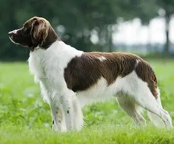Drenti vizsla