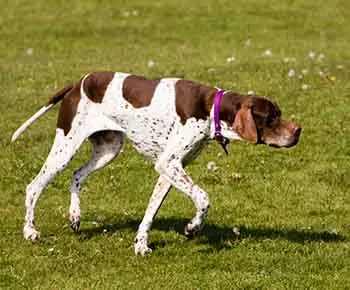 Angol pointer