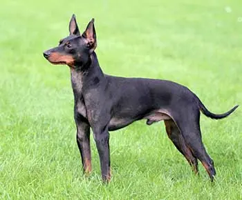 Kis angol terrier