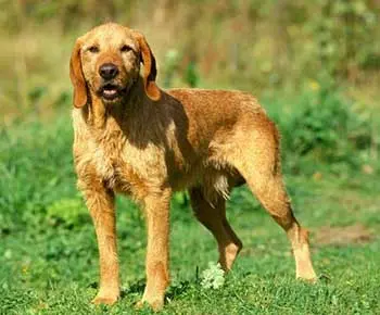 Bretagne-i cserszínű griffon