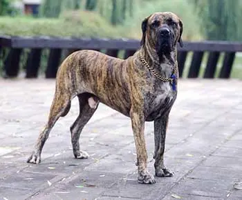 Brazil masztiff
