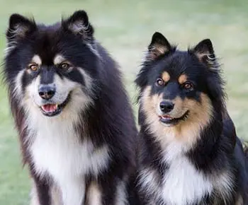 Finn lapphund