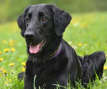 Simaszőrű retriever