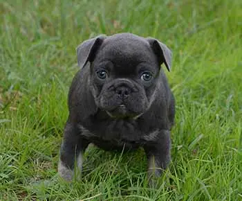 Francia bulldog