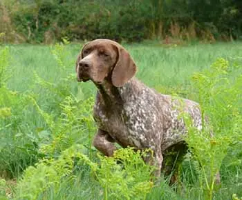 Gascogne-i francia vizsla