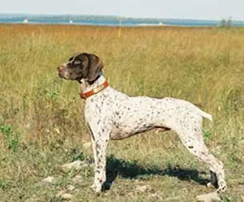 Pireneusi francia vizsla