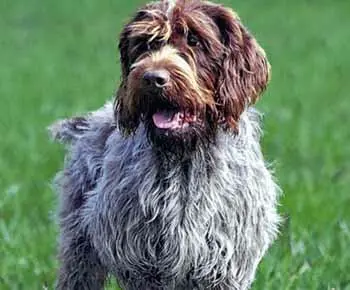 Drótszőrű griffon