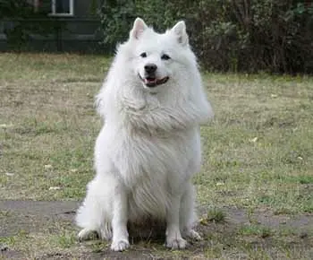 Német nagy spitz