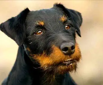 Német vadászterrier