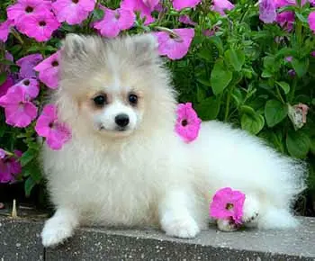 Pomeranian