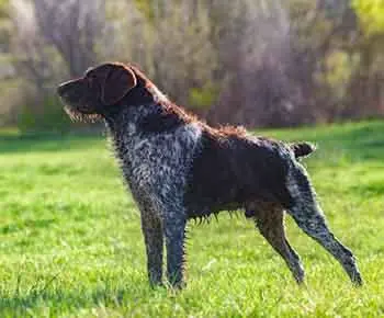 Szálkásszőrű német vizsla
