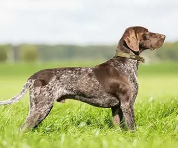 Rövidszőrű német vizsla